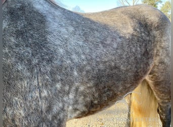 Tennessee Walking Horse, Castrone, 4 Anni, 163 cm, Grigio