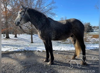 Tennessee Walking Horse, Castrone, 4 Anni, 163 cm, Grigio