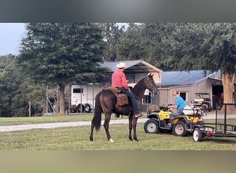 Tennessee Walking Horse, Castrone, 4 Anni, 163 cm, Morello