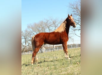 Tennessee Walking Horse, Castrone, 4 Anni, 163 cm, Sauro ciliegia