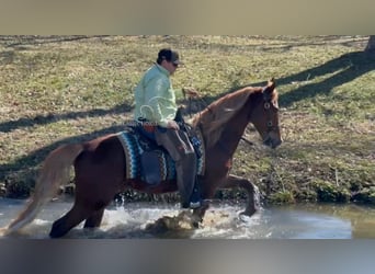 Tennessee Walking Horse, Castrone, 4 Anni, 163 cm, Sauro ciliegia