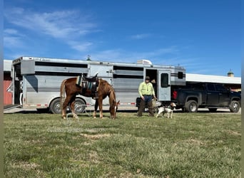 Tennessee Walking Horse, Castrone, 4 Anni, 163 cm, Sauro ciliegia