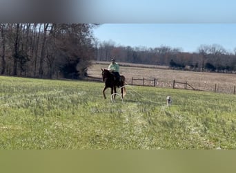 Tennessee Walking Horse, Castrone, 4 Anni, 163 cm, Sauro ciliegia