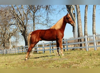 Tennessee Walking Horse, Castrone, 4 Anni, 163 cm, Sauro ciliegia