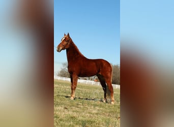 Tennessee Walking Horse, Castrone, 4 Anni, 163 cm, Sauro ciliegia