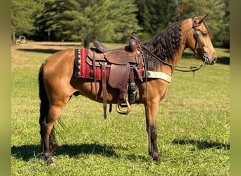 Tennessee Walking Horse, Castrone, 5 Anni, 142 cm, Pelle di daino