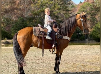 Tennessee Walking Horse, Castrone, 5 Anni, 142 cm, Pelle di daino