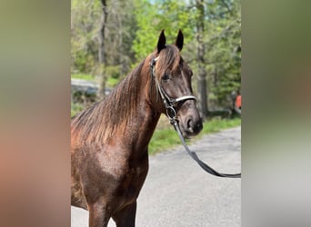 Tennessee Walking Horse, Castrone, 5 Anni, 142 cm, Sauro scuro