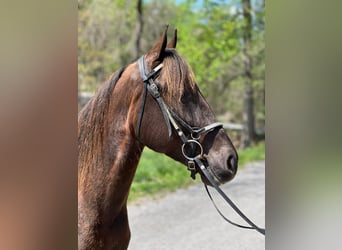 Tennessee Walking Horse, Castrone, 5 Anni, 142 cm, Sauro scuro