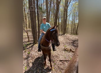 Tennessee Walking Horse, Castrone, 5 Anni, 142 cm, Sauro scuro