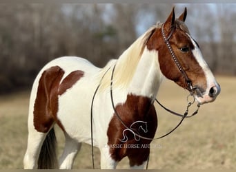 Tennessee Walking Horse, Castrone, 5 Anni, 142 cm, Tobiano-tutti i colori