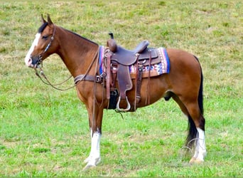 Tennessee Walking Horse, Castrone, 5 Anni, 152 cm, Baio ciliegia