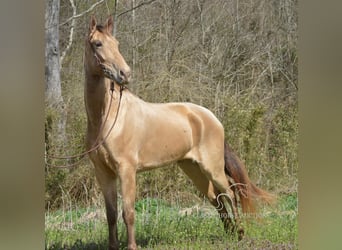 Tennessee Walking Horse, Castrone, 5 Anni, 152 cm, Champagne