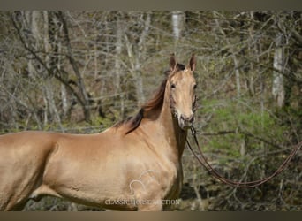 Tennessee Walking Horse, Castrone, 5 Anni, 152 cm, Champagne