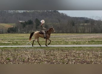 Tennessee Walking Horse, Castrone, 5 Anni, 152 cm, Champagne