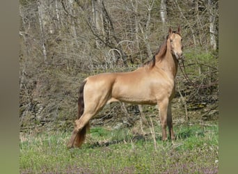 Tennessee Walking Horse, Castrone, 5 Anni, 152 cm, Champagne