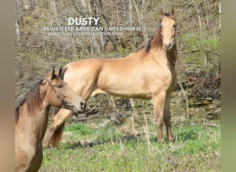 Tennessee Walking Horse, Castrone, 5 Anni, 152 cm, Champagne