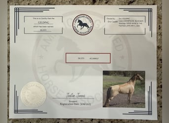 Tennessee Walking Horse, Castrone, 5 Anni, 152 cm, Champagne