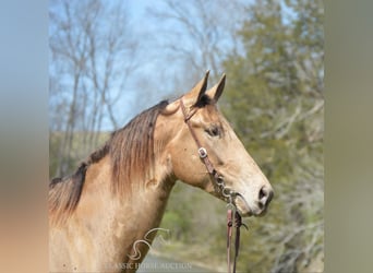 Tennessee Walking Horse, Castrone, 5 Anni, 152 cm, Champagne