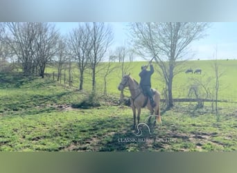 Tennessee Walking Horse, Castrone, 5 Anni, 152 cm, Champagne