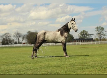 Tennessee Walking Horse, Castrone, 5 Anni, 152 cm, Grigio