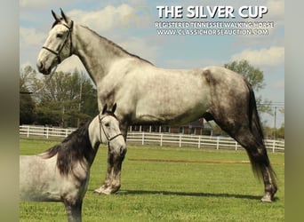 Tennessee Walking Horse, Castrone, 5 Anni, 152 cm, Grigio