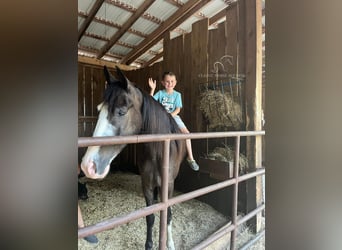 Tennessee Walking Horse, Castrone, 5 Anni, 152 cm, Morello