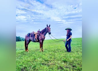 Tennessee Walking Horse, Castrone, 5 Anni, 152 cm, Red dun