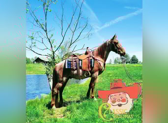 Tennessee Walking Horse, Castrone, 5 Anni, 152 cm, Roano rosso
