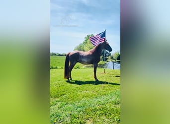 Tennessee Walking Horse, Castrone, 5 Anni, 152 cm, Roano rosso