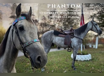 Tennessee Walking Horse, Castrone, 5 Anni, 157 cm, Grigio pezzato
