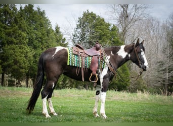 Tennessee Walking Horse, Castrone, 5 Anni, 163 cm, Tobiano-tutti i colori