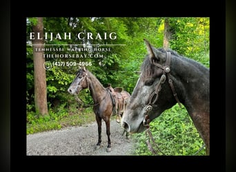 Tennessee Walking Horse, Castrone, 5 Anni, 165 cm, Grigio