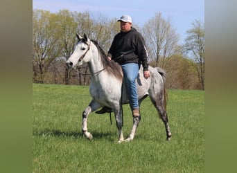 Tennessee Walking Horse, Castrone, 6 Anni, 142 cm, Grigio