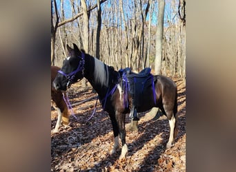 Tennessee Walking Horse, Castrone, 6 Anni, 142 cm, Tobiano-tutti i colori