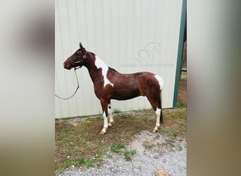 Tennessee Walking Horse, Castrone, 6 Anni, 142 cm, Tobiano-tutti i colori