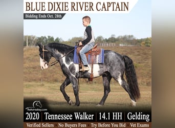 Tennessee Walking Horse, Castrone, 6 Anni, 145 cm, Overo-tutti i colori