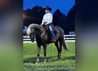 Tennessee Walking Horse, Castrone, 6 Anni, 147 cm, Sauro scuro
