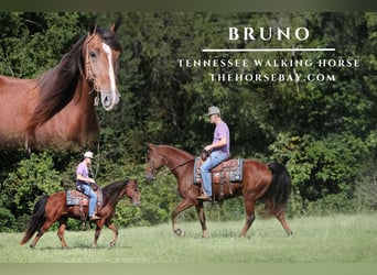 Tennessee Walking Horse, Castrone, 6 Anni, 152 cm, Baio ciliegia