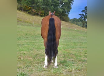 Tennessee Walking Horse, Castrone, 6 Anni, 152 cm, Baio ciliegia