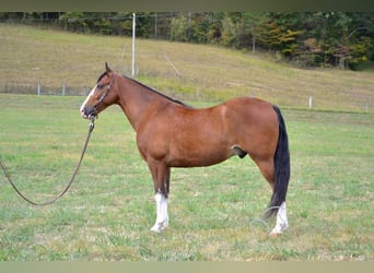 Tennessee Walking Horse, Castrone, 6 Anni, 152 cm, Baio ciliegia