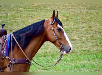 Tennessee Walking Horse, Castrone, 6 Anni, 152 cm, Baio ciliegia
