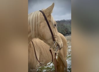 Tennessee Walking Horse, Castrone, 6 Anni, 152 cm, Champagne