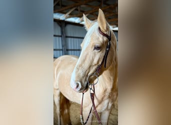 Tennessee Walking Horse, Castrone, 6 Anni, 152 cm, Champagne