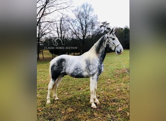 Tennessee Walking Horse, Castrone, 6 Anni, 152 cm, Grigio