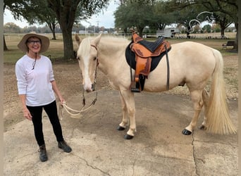 Tennessee Walking Horse, Castrone, 6 Anni, 152 cm, Palomino