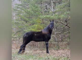 Tennessee Walking Horse, Castrone, 6 Anni, 152 cm