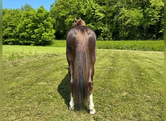 Tennessee Walking Horse, Castrone, 6 Anni, 155 cm, Sauro scuro