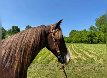 Tennessee Walking Horse, Castrone, 6 Anni, 155 cm, Sauro scuro