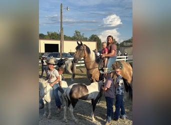Tennessee Walking Horse, Castrone, 6 Anni, 160 cm, Tobiano-tutti i colori